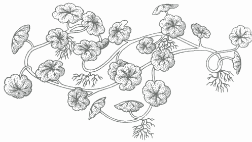 gotukola Diagram